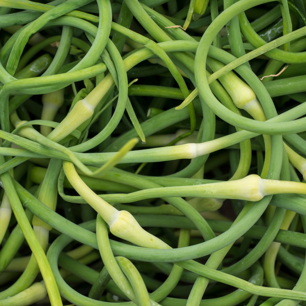 Garlic Scapes - Canva.png