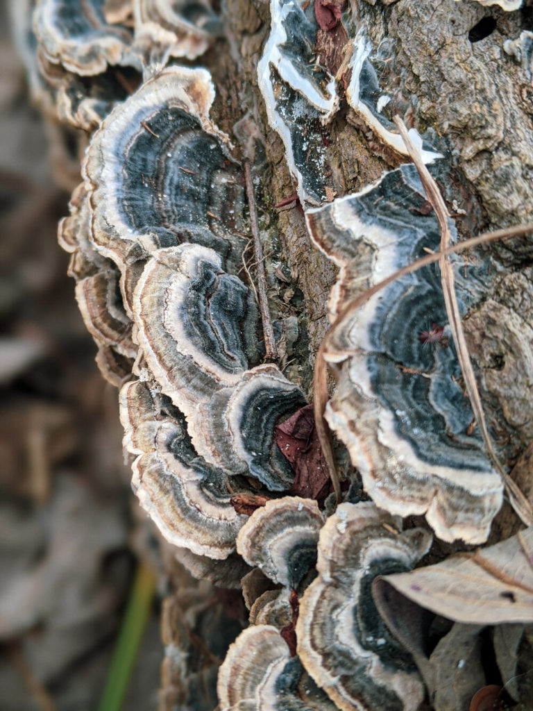 Harvesting and using Turkey Tail mushroom